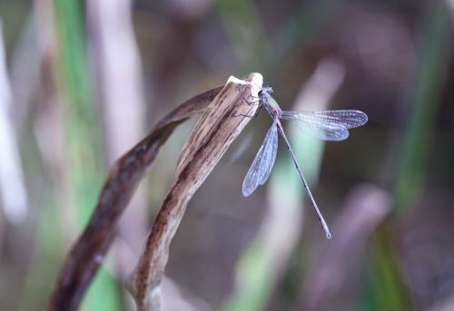 Chalcolestes viridis