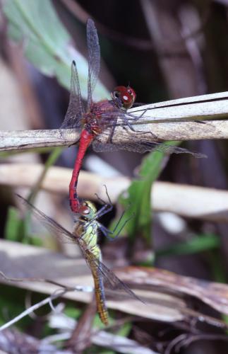 Sympetrum sanguineum