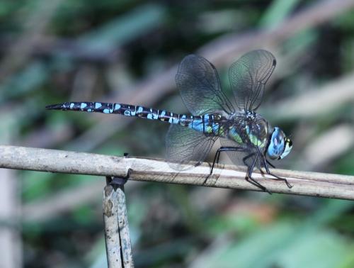 Réf. 130 485 : Aeshna mixta
