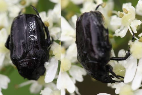 Oxythyrea funesta