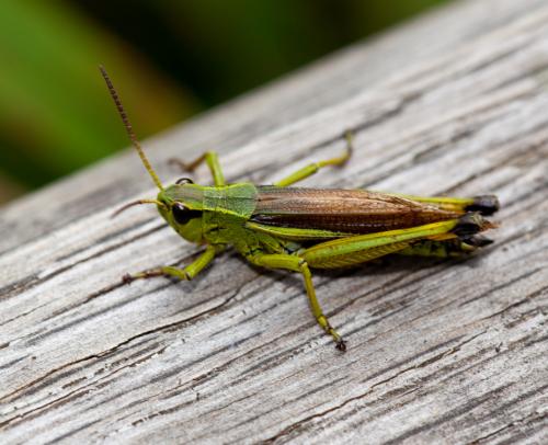 Réf. 130 490 : Stethophyma grossum
