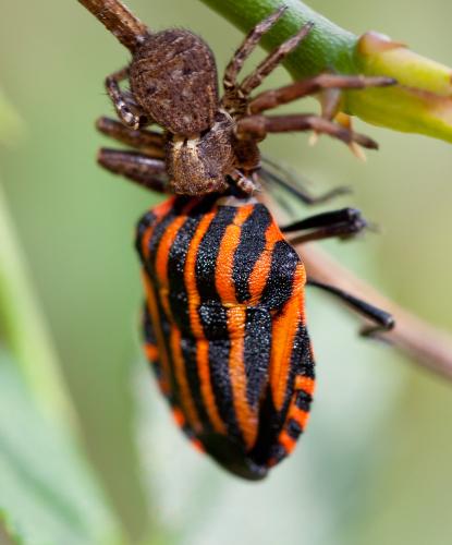 Xysticus sp.