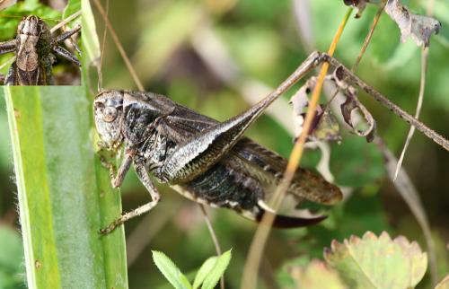 Réf. 130 546 : Platycleis albopunctata