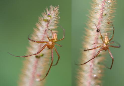 Metellina sp.