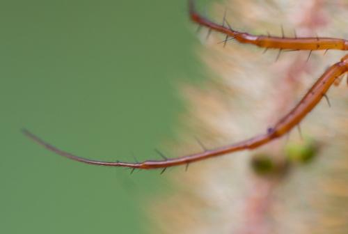 Metellina sp.