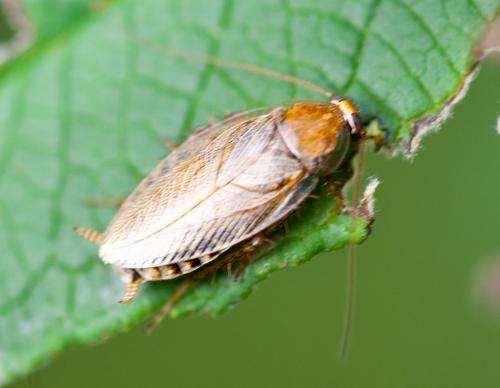Ectobius pallidus
