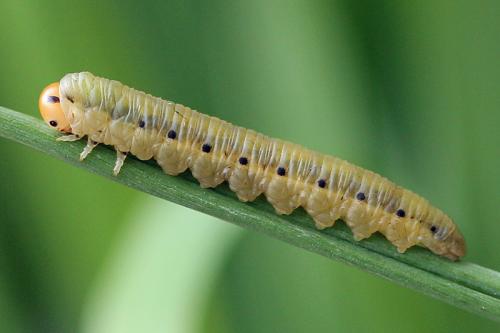 Dolerus sp.
