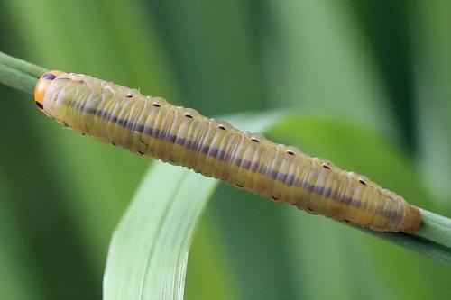 Dolerus sp.
