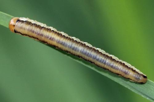 Dolerus sp.