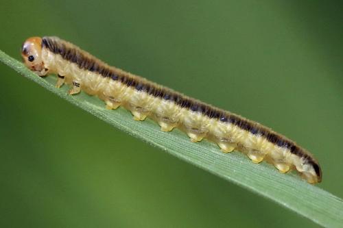 Réf. 130 796 : Dolerus sp.