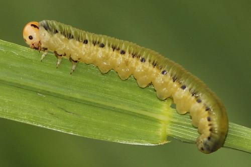 Dolerus sp.