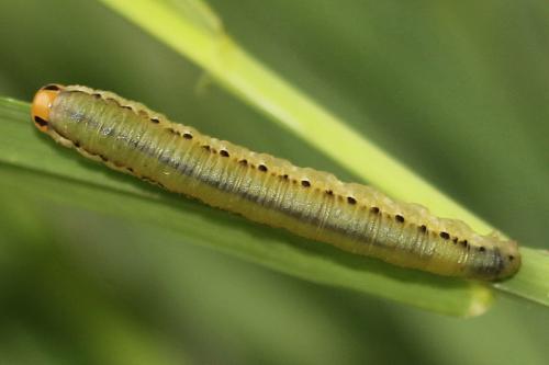 Dolerus sp.