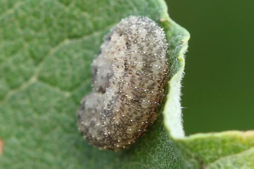 Réf. 130 817 : Rhogogaster sp.