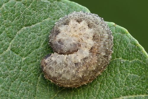 Réf. 130 818 : Rhogogaster sp.