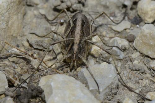 Réf. 130 134 : Odiellus troguloides