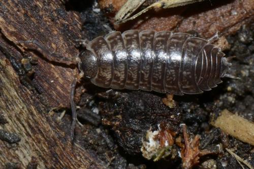 Réf. 130 340 : Porcellio gallicus
