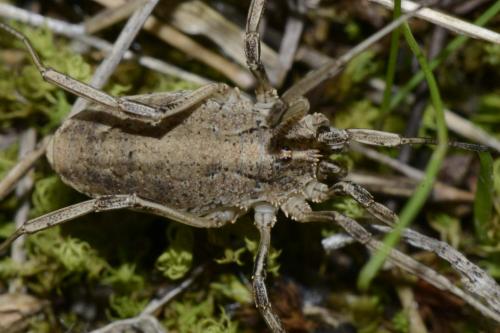 Odiellus troguloides