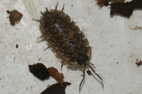 Porcellio montanus