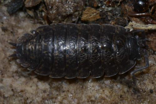 Porcellio montanus