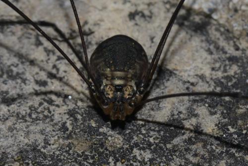 Réf. 130 642 : Leiobunum sp-a