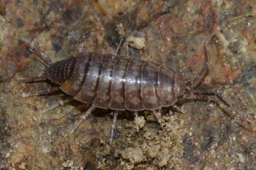Chaetophiloscia cellaria