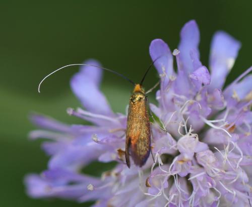 Nemophora metallica