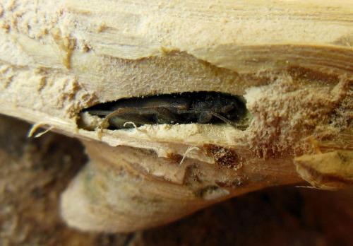 Réf. 130 132 : Penichroa fasciata