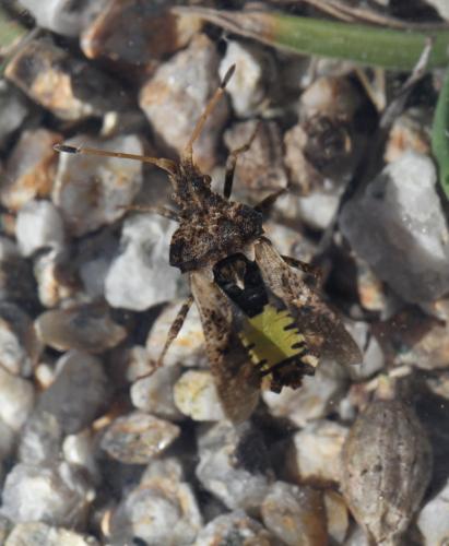 Centrocoris variegatus
