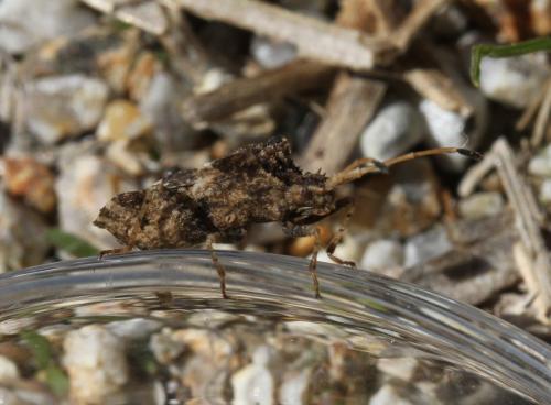 Centrocoris variegatus