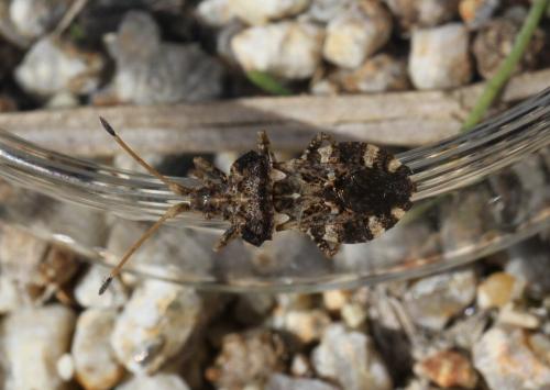 Réf. 130 179 : Centrocoris variegatus