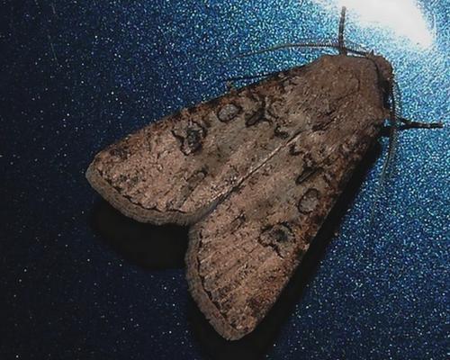 Agrotis segetum