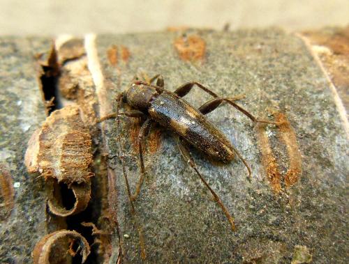 Réf. 130 135 : Penichroa fasciata