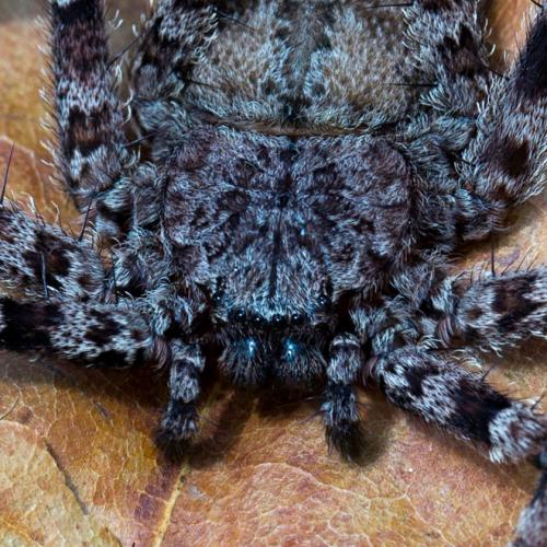 Selenops radiatus