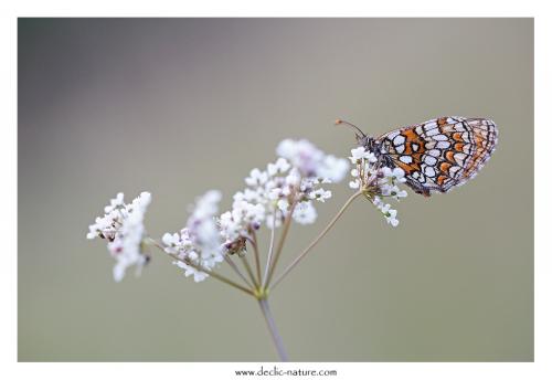 Melitaea sp.