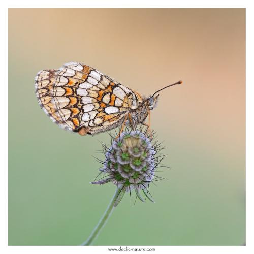 Melitaea sp.