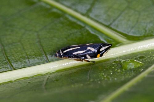 Clovia varia