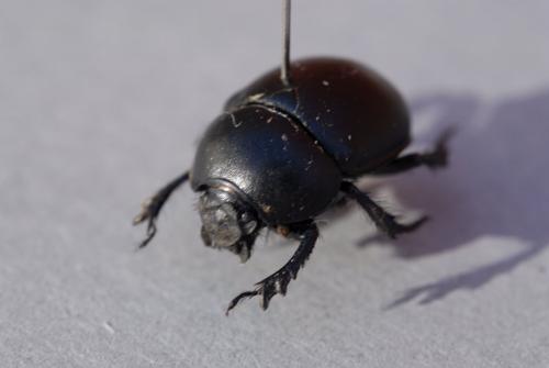 Réf. 130 666 : Thorectes intermedius