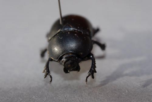 Réf. 130 667 : Thorectes intermedius