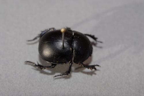 Réf. 130 668 : Thorectes intermedius