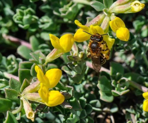 Andrena sp.
