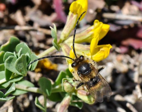 Réf. 130 390 : Eucera sp.