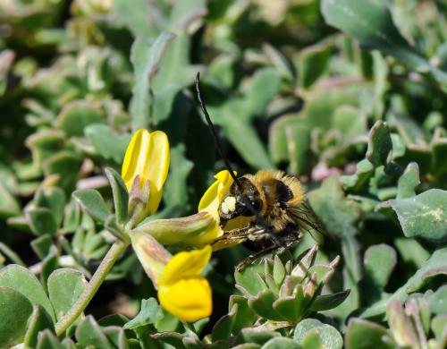 Eucera sp.