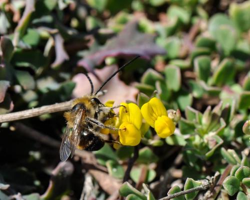 Eucera sp.
