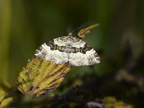 Epirrhoe alternata