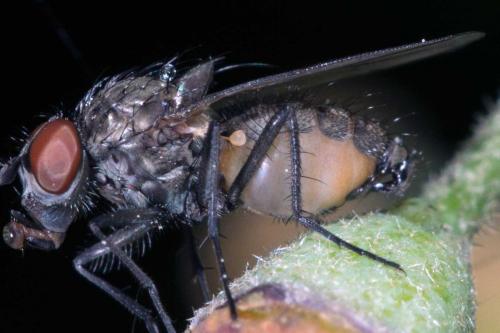 Delia platura