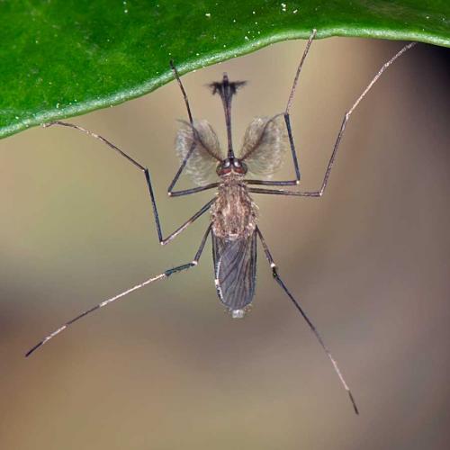 Réf. 130 607 : Culex sp.