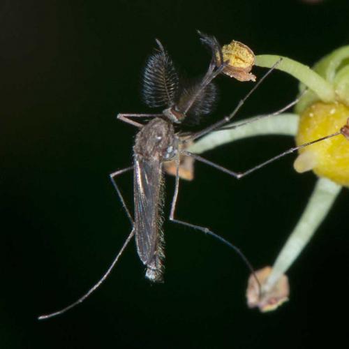 Réf. 130 608 : Culex sp.