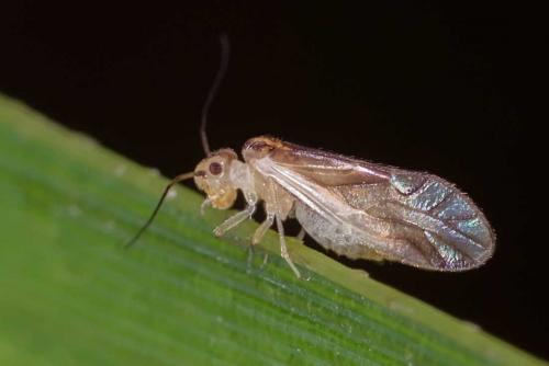 Valenzuela flavidus