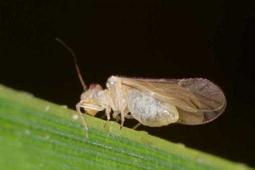 Valenzuela flavidus