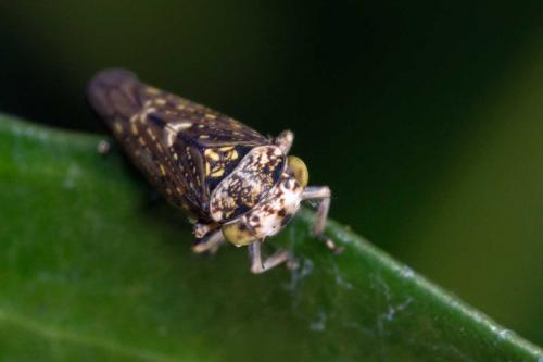 Acericerus heydenii
